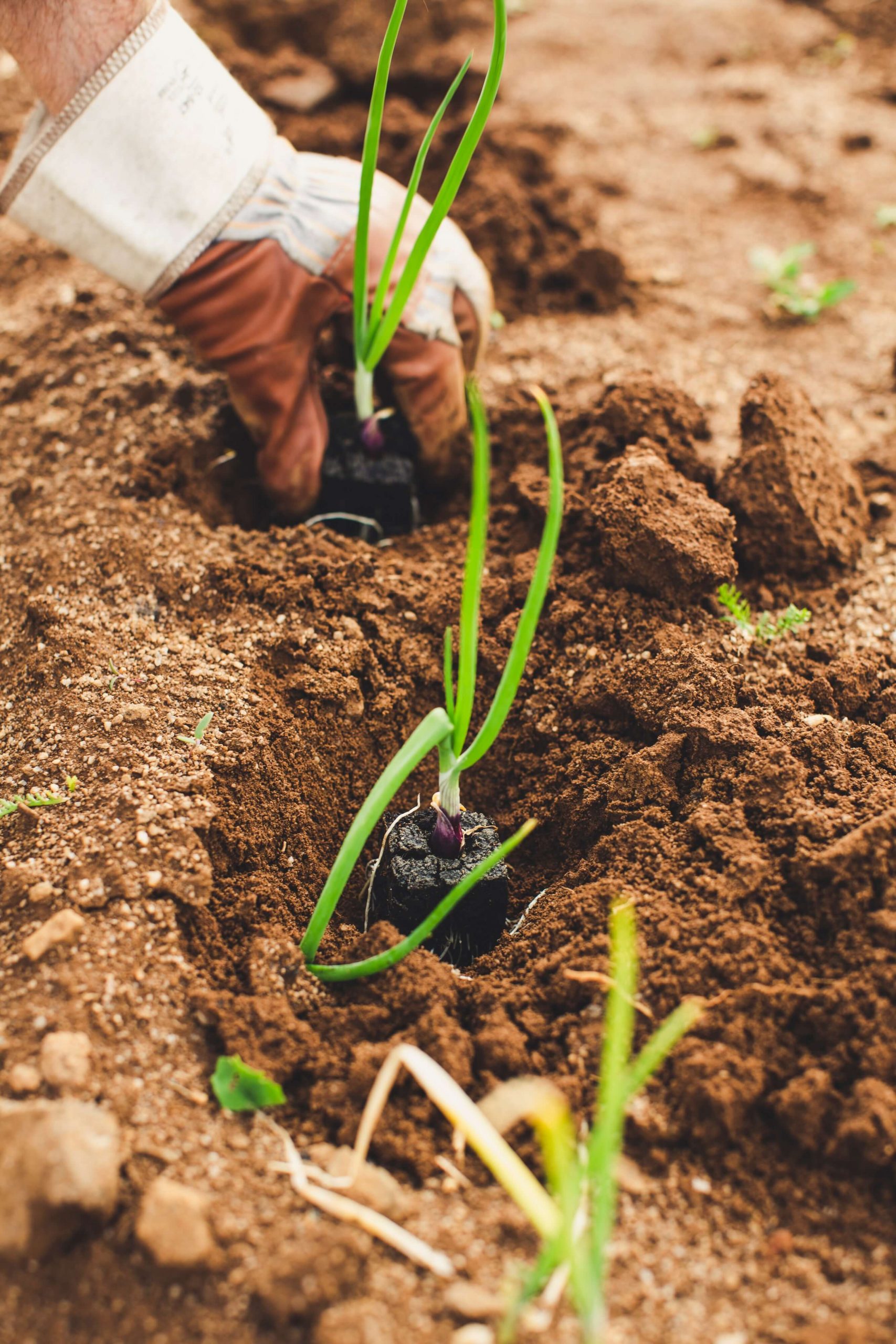 Prime de fin d’année pour les métiers de l’agriculture 